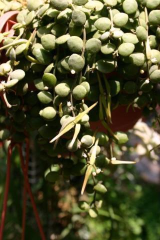 http://www.cloudjungle.com/CloudJungle/Asclepiadaceae/Dischidia/Dischidia nummularia seed pod.jpg
